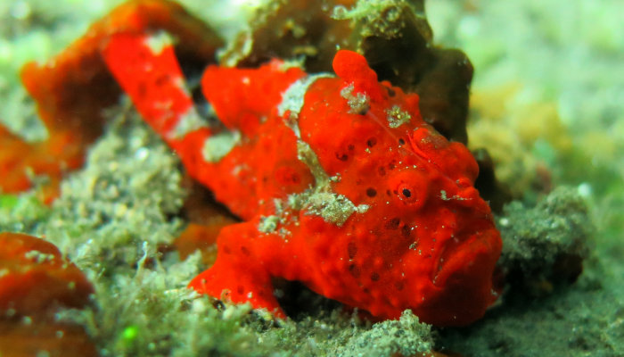 Painted Warty Frogfish  (Red Variation)